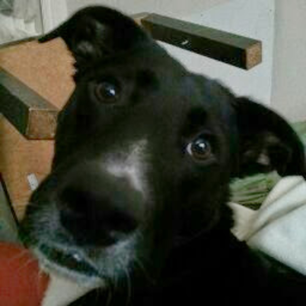 Meet your Posher, Tyler